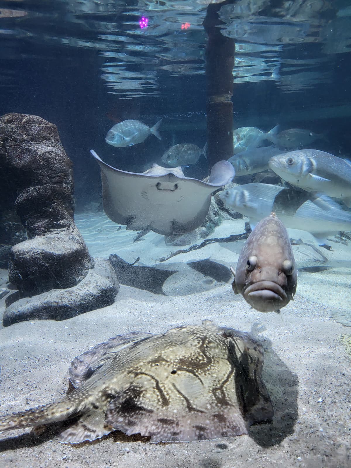 SeaLife8.jpg